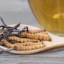 كبسولات فطر كورديسبس 